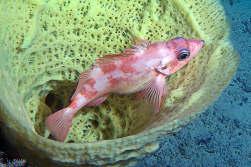 Sponge fish shop